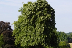 DSC04616
