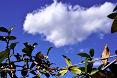 1_DSC09510